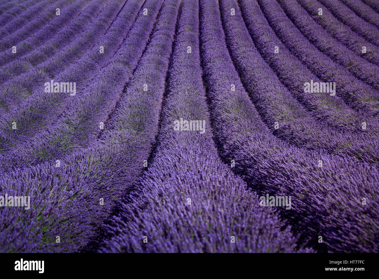 Lavender flower blooming fields in endless rows as a pattern or texture. Landscape in Valensole plateau, Provence, France, Europe. Stock Photo
