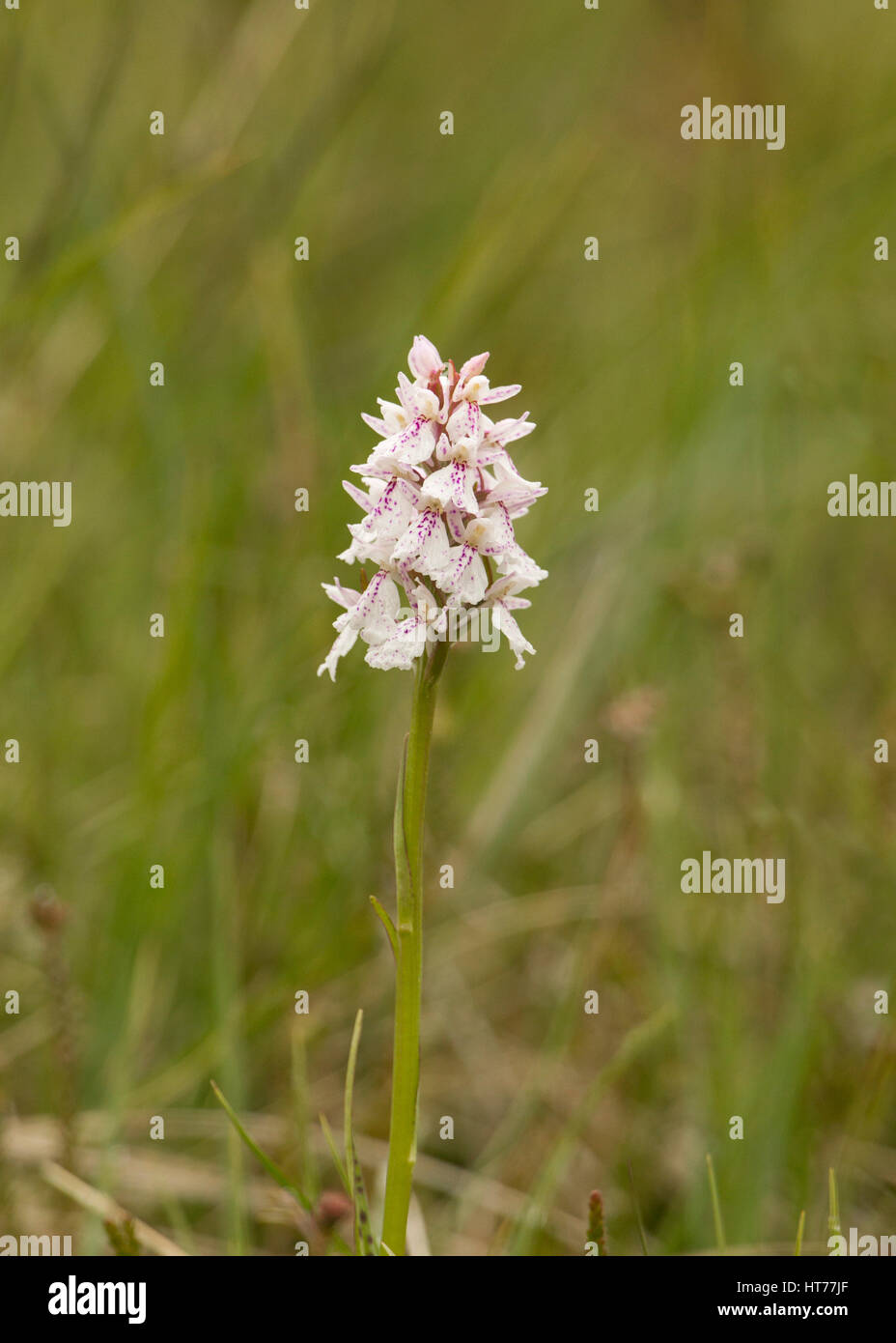 Heath Spotted-orchid, Dactylorhiza maculata, single flower spike growing on moorland, Findhorn Valley, The Highlands, Scotland, UK Stock Photo