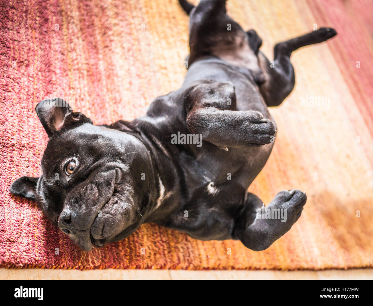 Why Does My Dog Lie On His Back