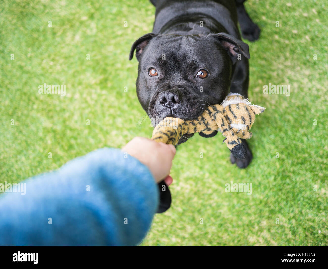 A black staffordshire bull terrier dog playing tug, holding a soft toy in his mouth, pulling with a human. The arm and had of the person can be seen.  Stock Photo