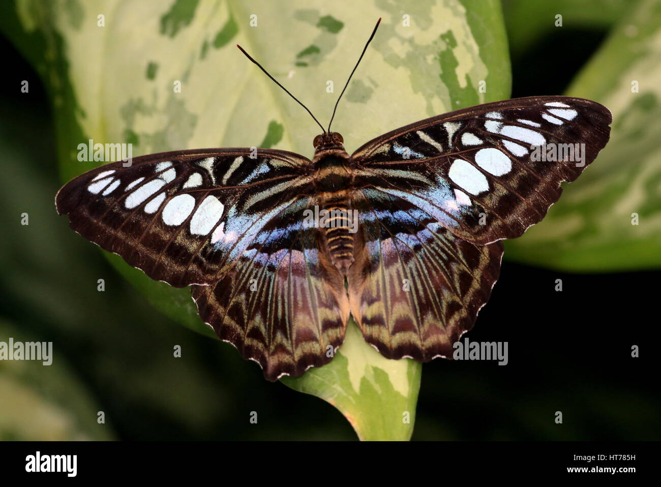 Southeast Asian Clipper Butterfly (Parthenos sylvia), blue variety Stock Photo