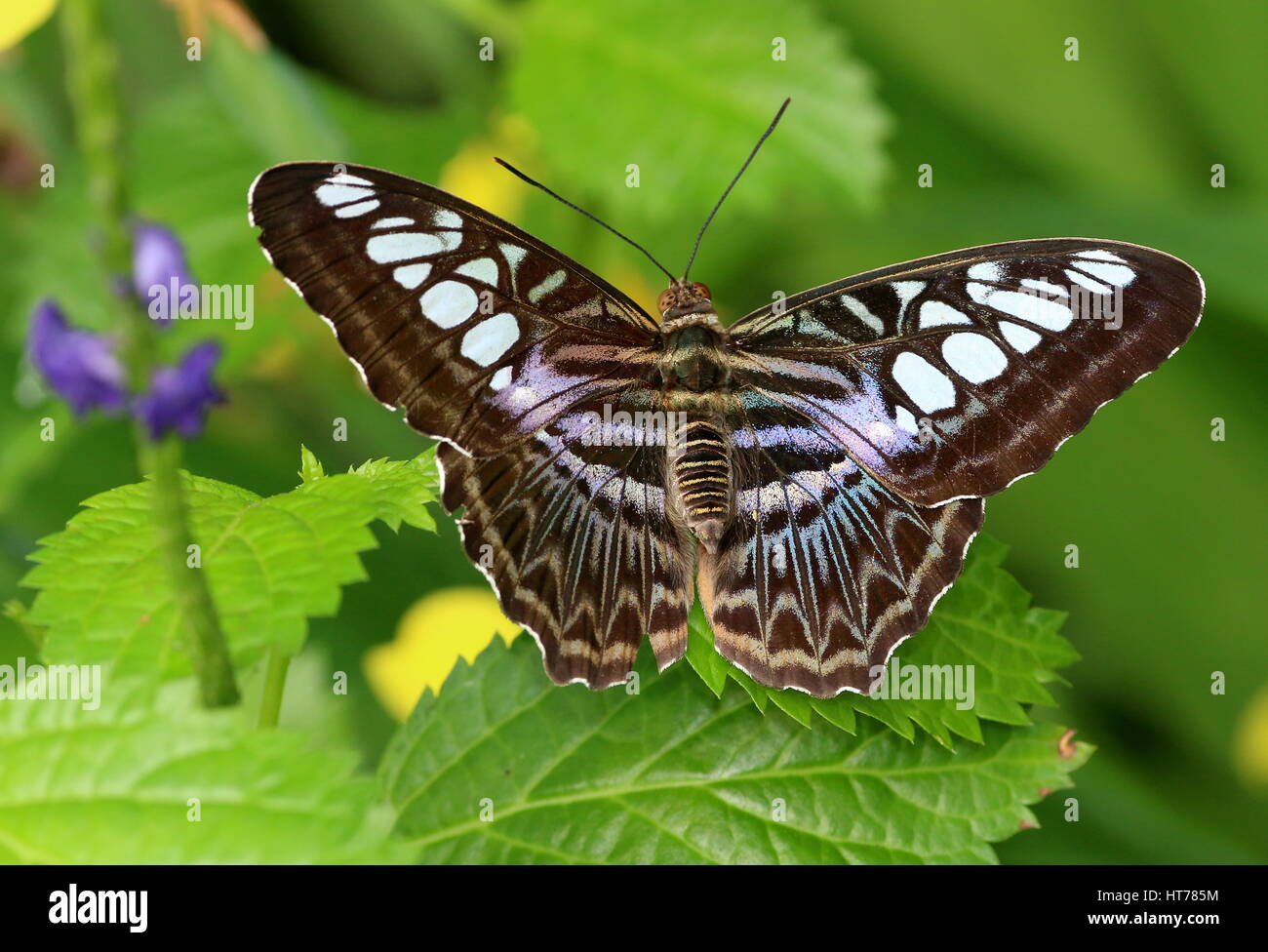 Southeast Asian Clipper Butterfly (Parthenos sylvia), blue variety Stock Photo Alamy