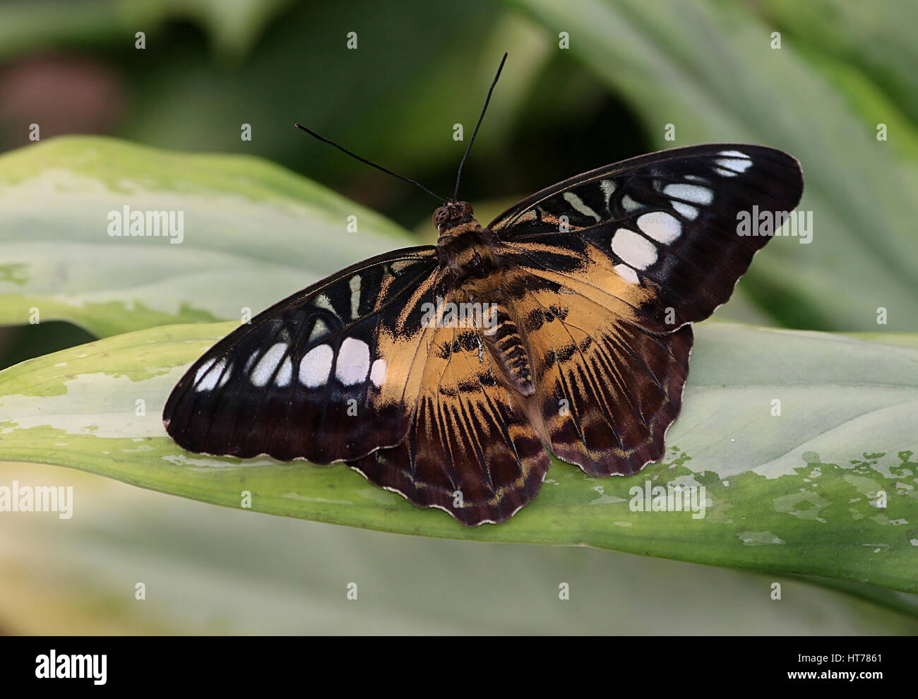 Southeast Asian Clipper Butterfly (Parthenos sylvia), brown variety Stock Photo