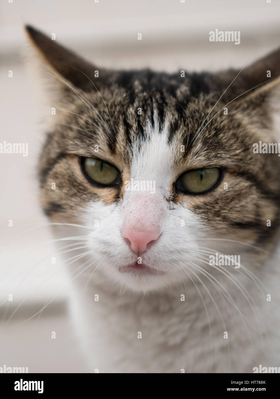 Portrait of a cat face, closeup cat face Stock Photo
