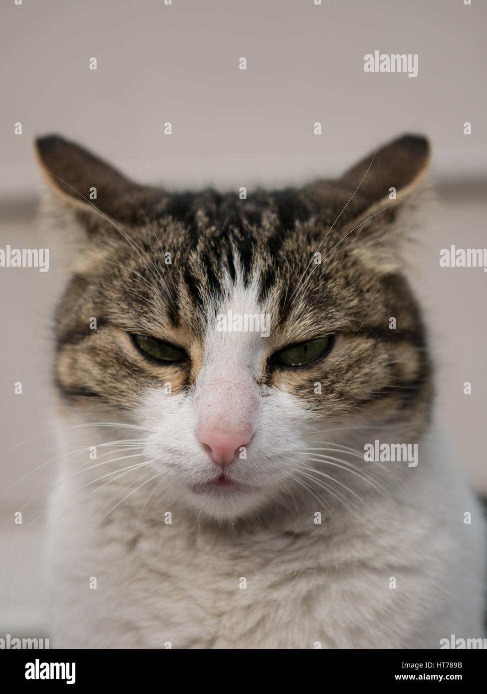 Portrait of a cat face, closeup cat face Stock Photo