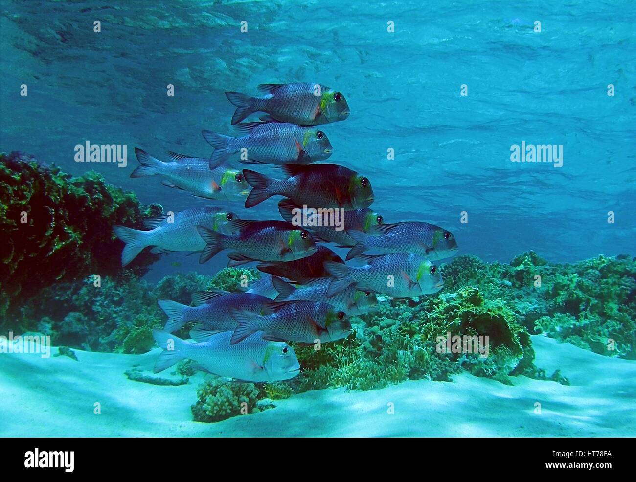 School of Big eye emperors / underwater photograph, dive site - Gordon reef, Egypt, depth - 7m. Stock Photo