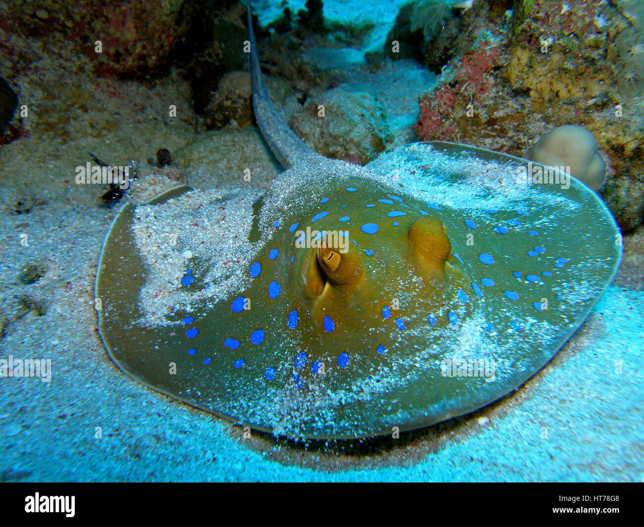 Bluespotted ribbon ray hi-res stock photography and images - Alamy