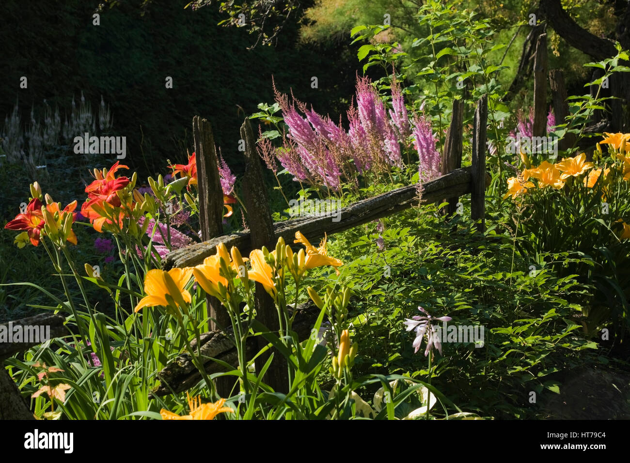 Rustic fence and flowerbed with Day lilies and Astilbe flowers in backyard garden. Stock Photo