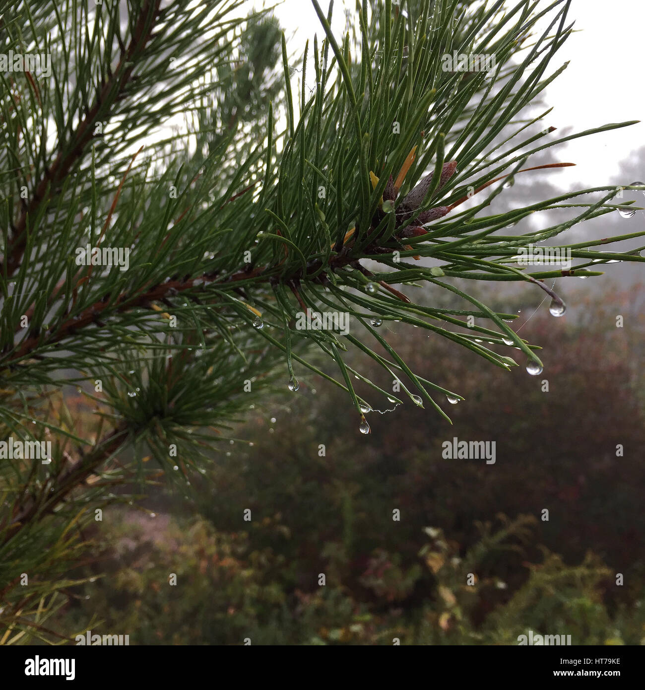 Closeup of a dew-laden pine branch Stock Photo