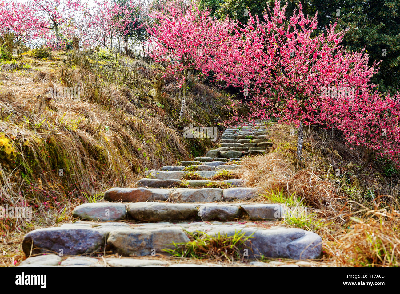 Granite steps and red peach blossoms, spring landscape. Stock Photo