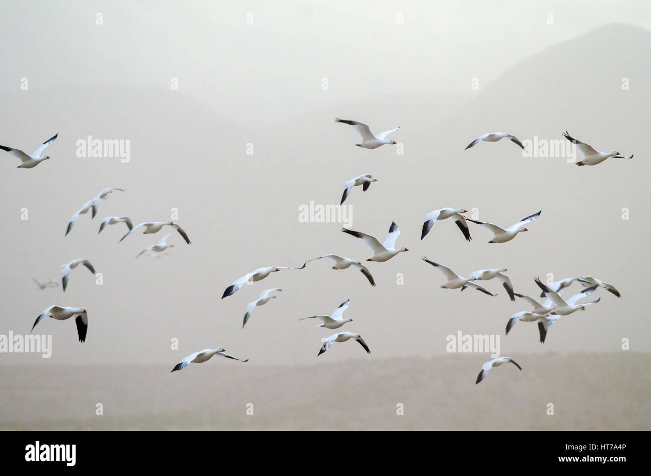 Snow and Ross's Geese flying in a dust storm at Bosque del Apache National Wildlife Refuge, New Mexico, USA. Stock Photo