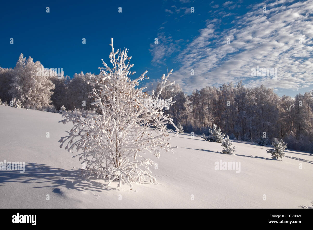 Birch tree covered with hoarfrost in winter forest Stock Photo