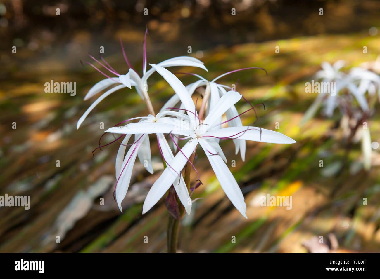 Rare Crinum thaianum or water lily or Water onion blooming at Phang Nga , Thailand Stock Photo