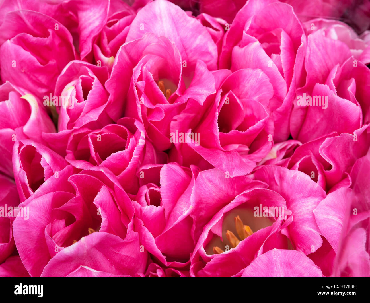 Pink tulip buds hi-res stock photography and images - Alamy