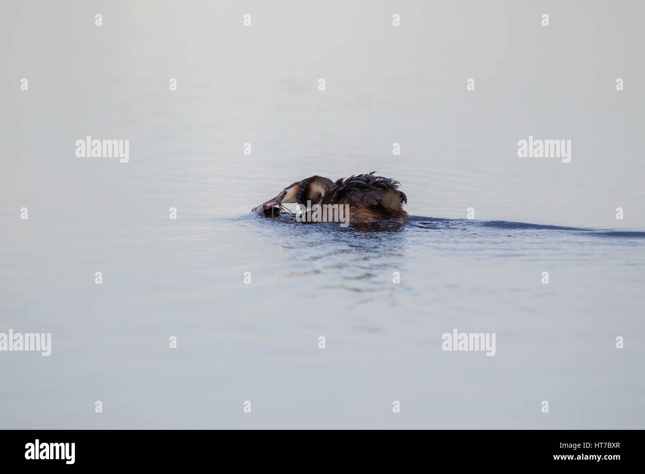 Great Crested Grebe Stock Photo