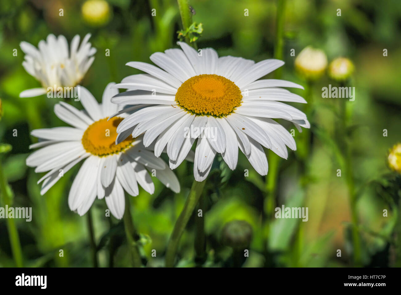 white daissies yellow sun like center perfectly designed petals Stock Photo