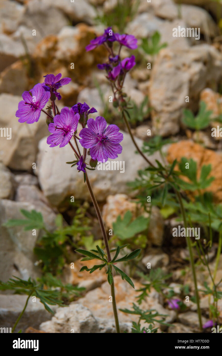 little purple wild rural flowers Stock Photo