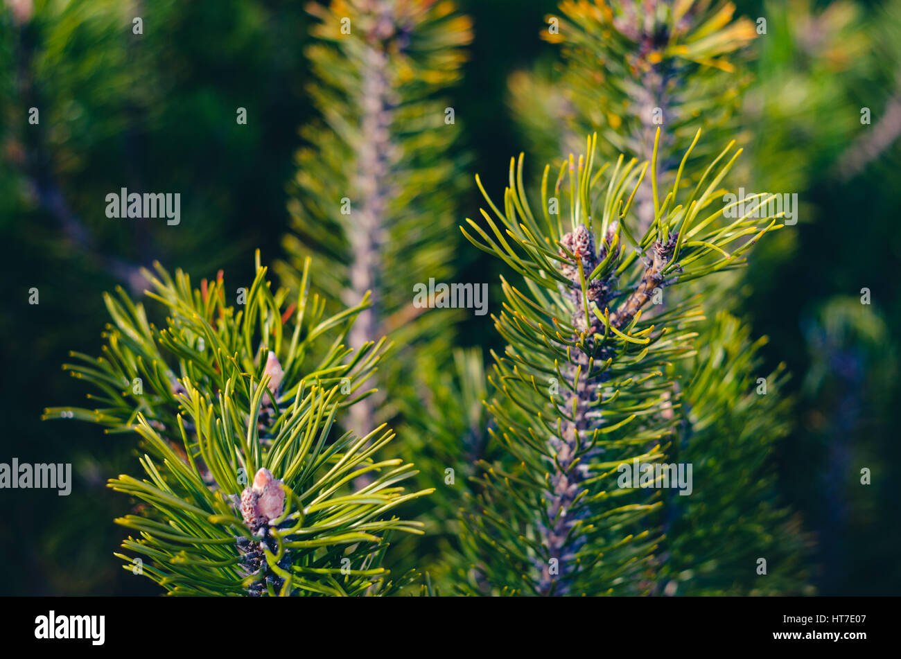 Background from green Fir tree branches Close up view Stock Photo - Alamy