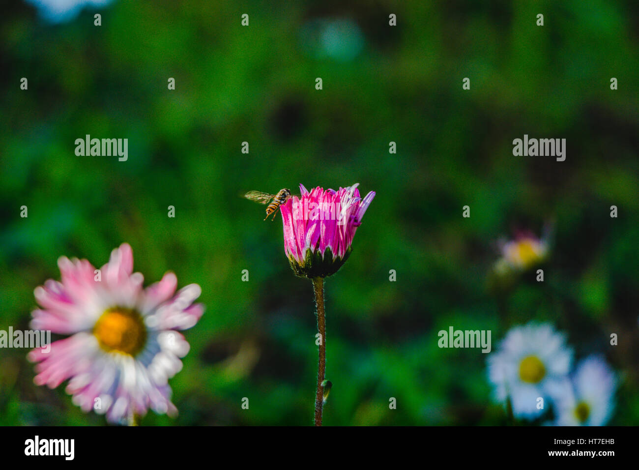 red-white daisies and a bee approaching to collect polen Stock Photo