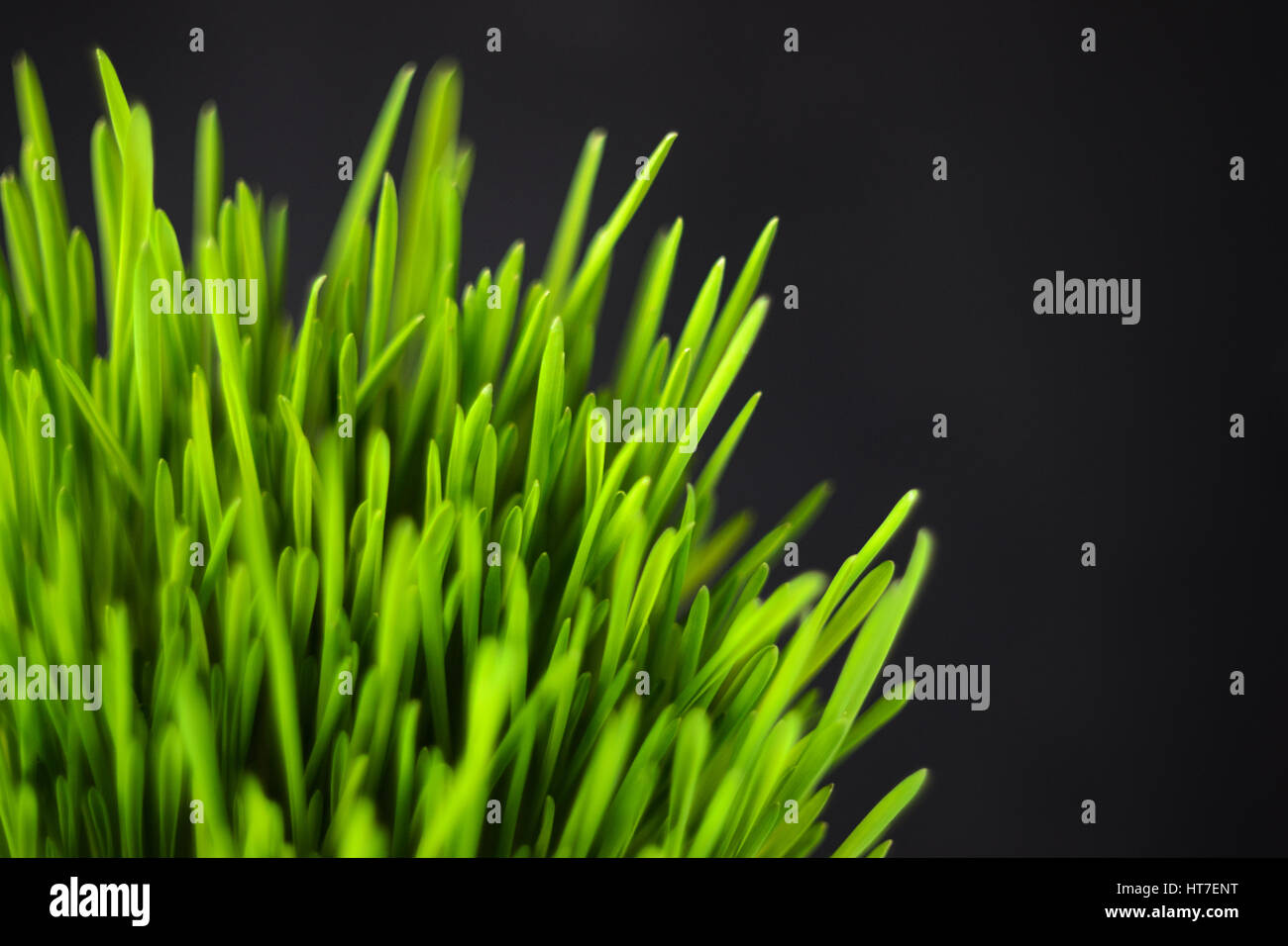Smooth green grass soccer hi-res stock photography and images - Alamy