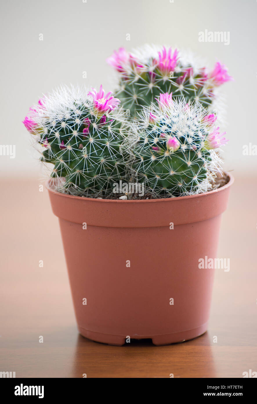Mammillaria cactus in a pot on the table Stock Photo