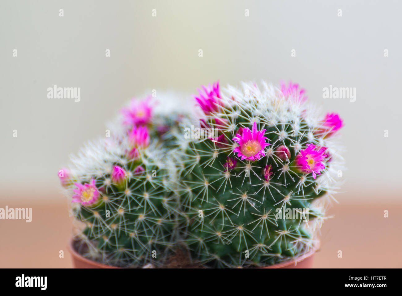Mammillaria cactus in a pot on the table Stock Photo