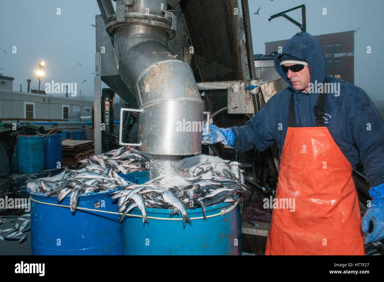 Clupea harengus hires stock photography and images Alamy