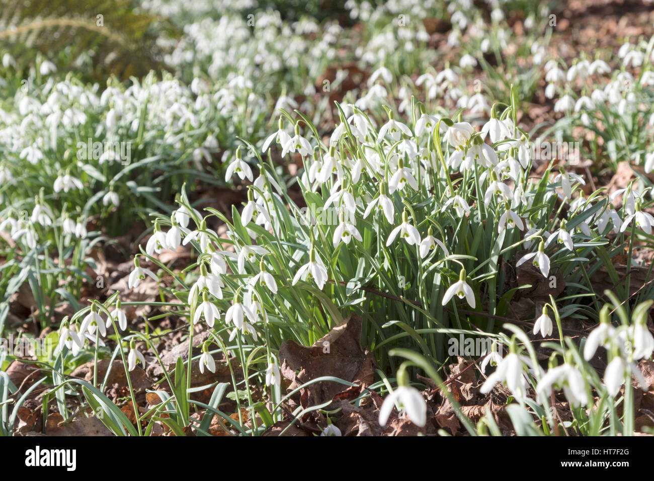 Trent Park.: Nature - snowdrops in spring. Stock Photo