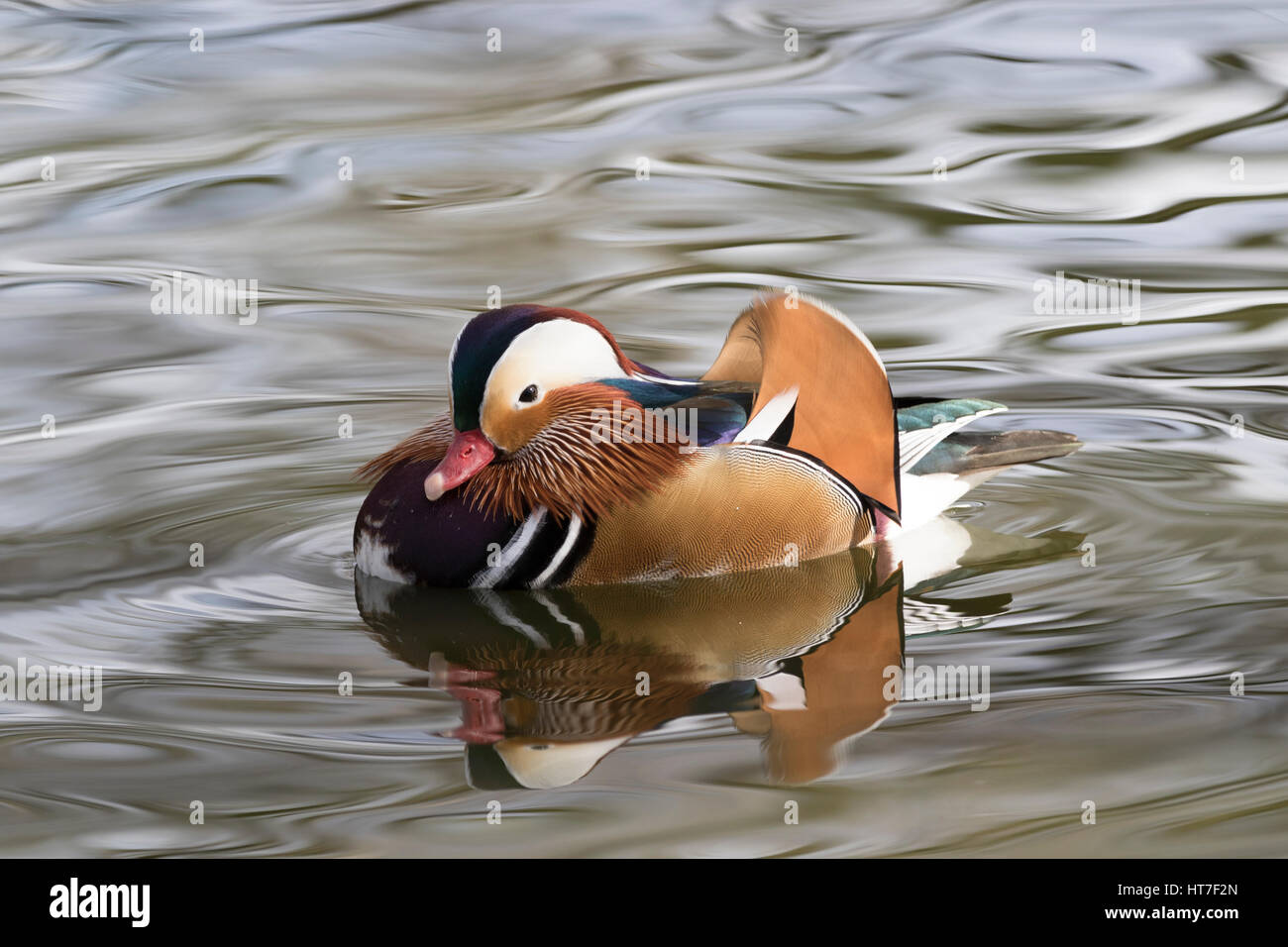 Trent Park: Wildlife, male Mandarin duck (Aix galericulata). Stock Photo