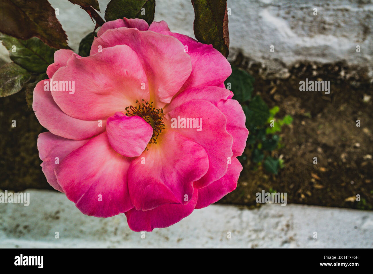 big pink flower with petals closeup Stock Photo