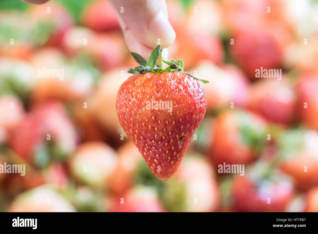 First fruit hi-res stock photography and images - Alamy