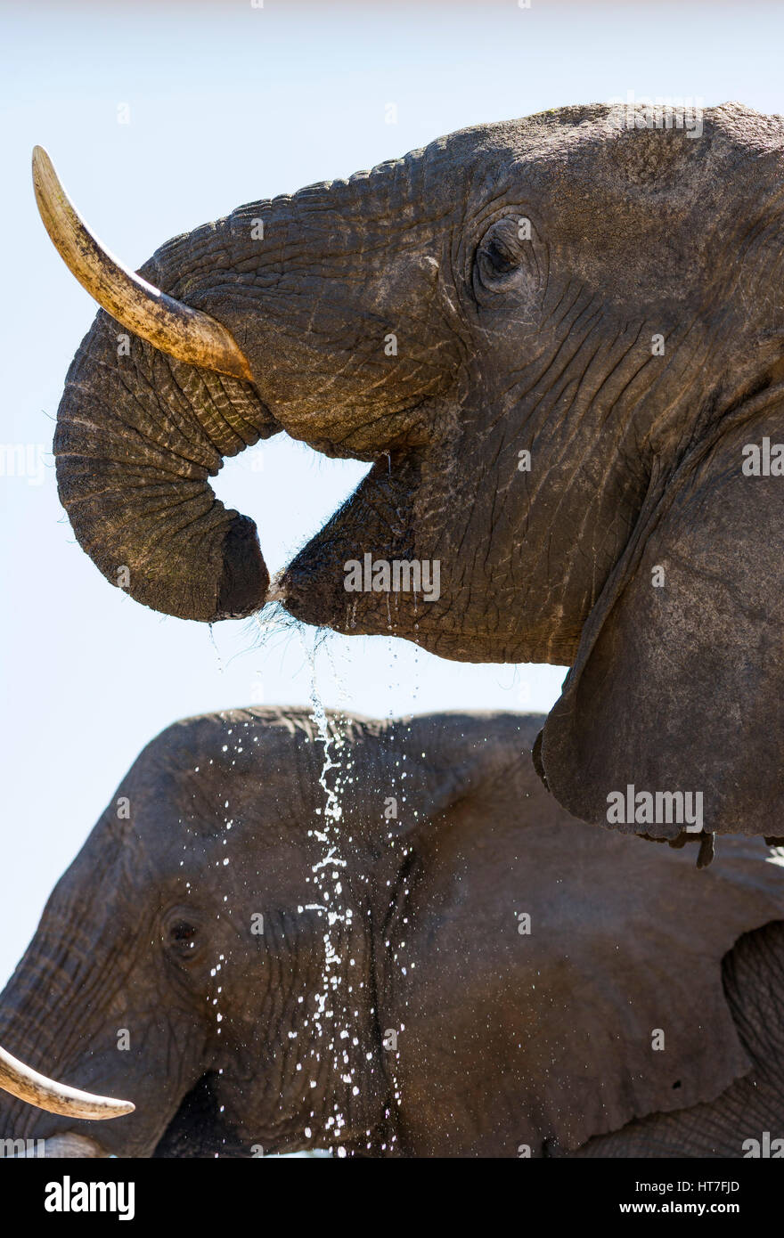 An African Elephant that has had half its trunk removed by a wire snare in  Zimbabwe's Hwange National Park Stock Photo - Alamy