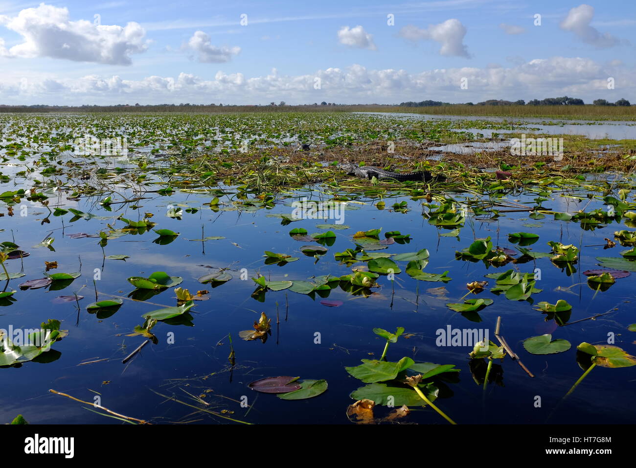 Surrounded by lilies and other vegetation, a large alligator lies basking in the sun on Lake Toho in Central Florida as a turtle quietly eases away. Stock Photo