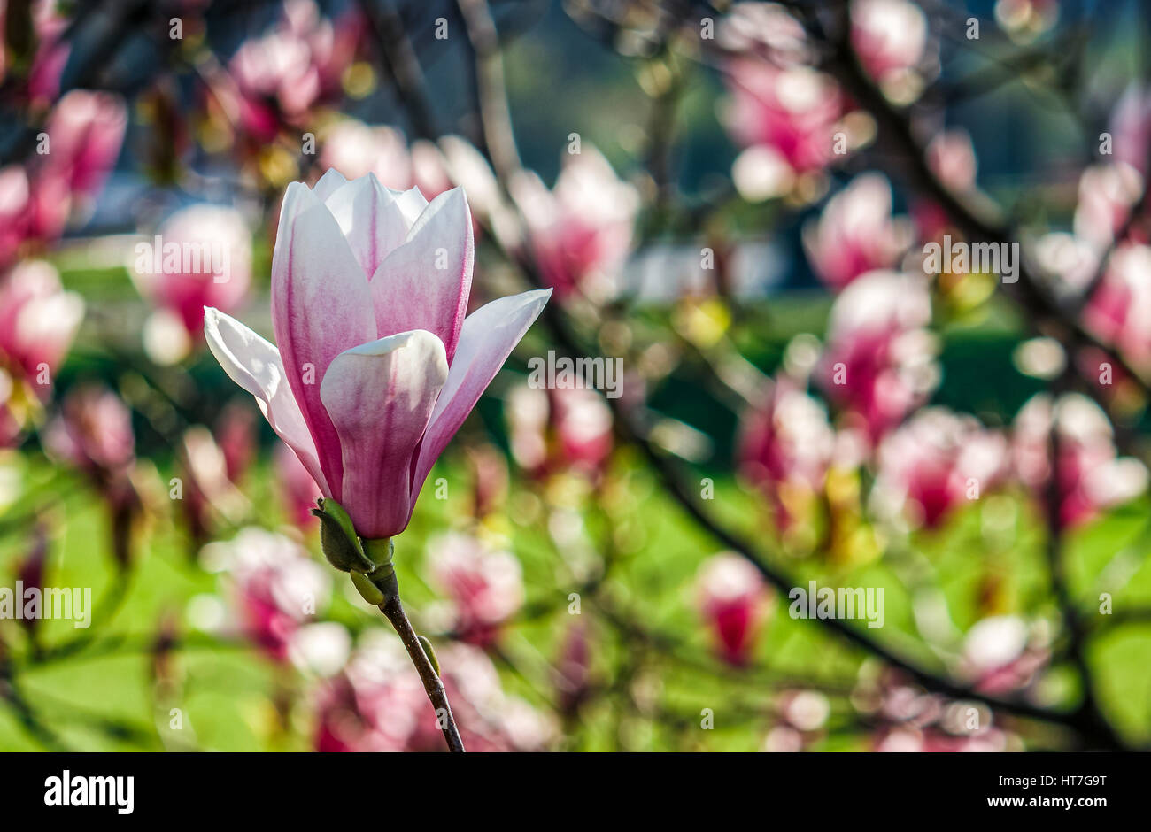 Beautiful springtime closeup background. Magnolia flower blossom in ...