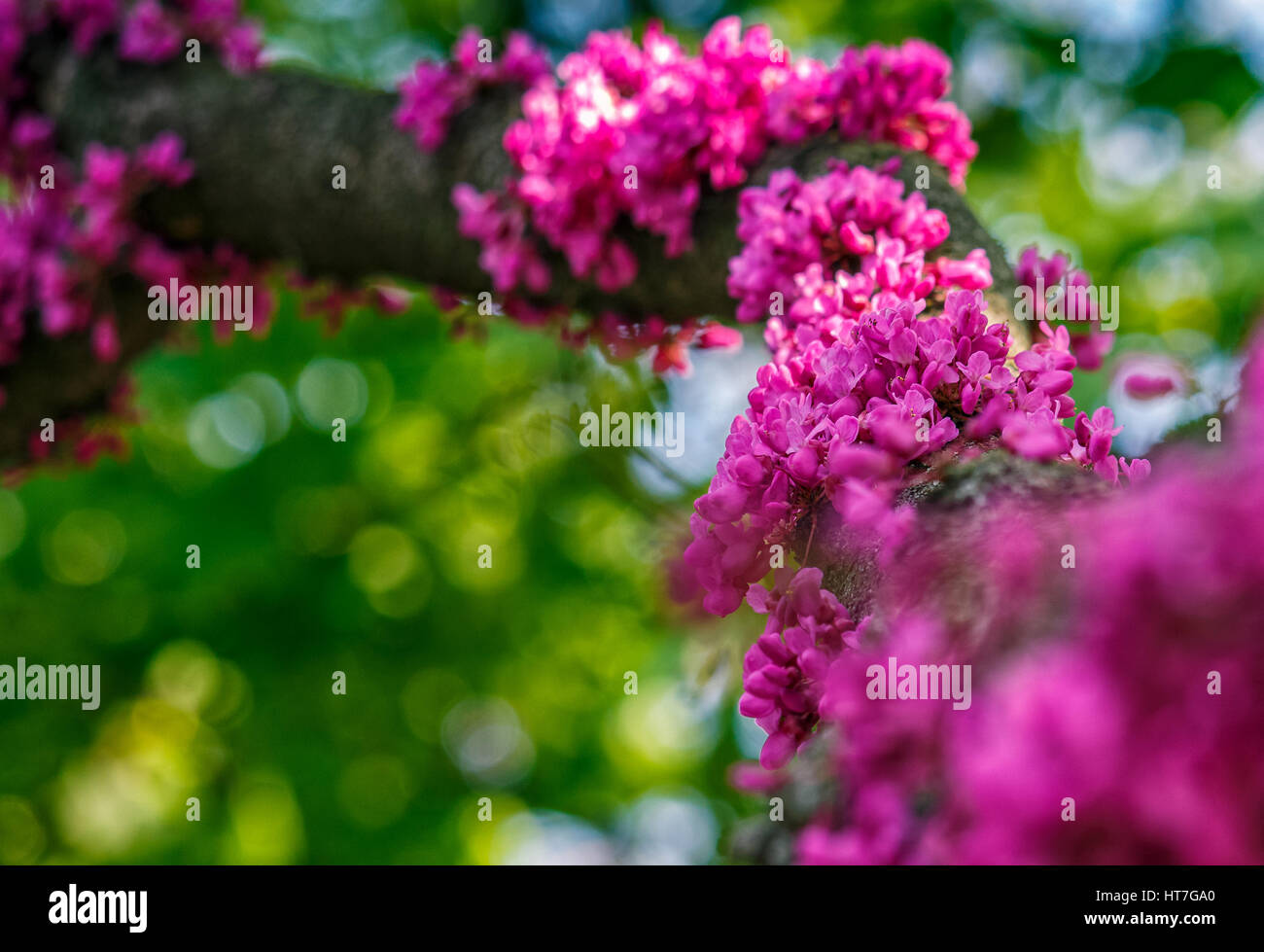 Beautiful springtime closeup background. Judas tree blossom Stock Photo