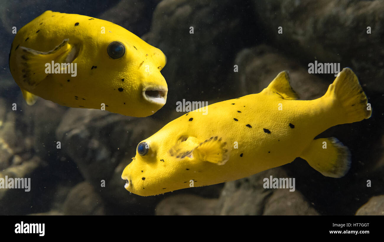 Blackspotted puffer (Arothron nigropunctatus). Composite image of two marine fish belonging to the family Tetraodontidae, aka dog-faced puffer Stock Photo