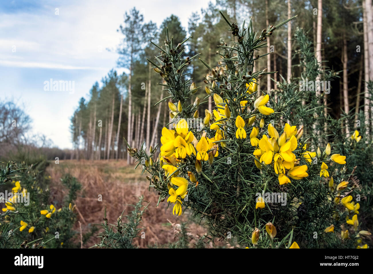 Bretts Wood Nature Reserve, Little Snoring on a sunny day with gorse bush in flower. Stock Photo