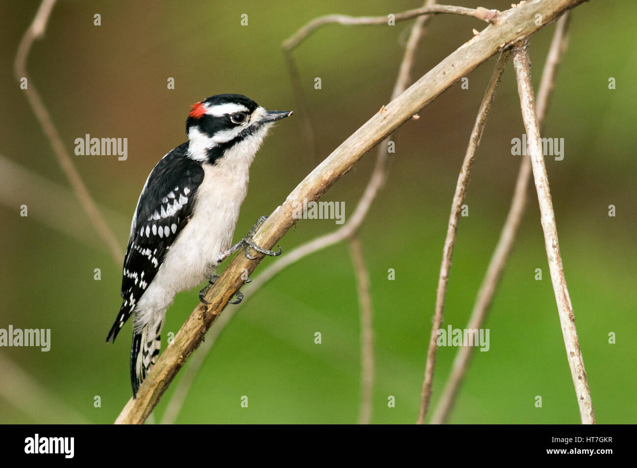 Male Downy Woodpecker (Picoides pubescens) - Green Cay Wetlands, Boynton Beach, Florida, USA Stock Photo