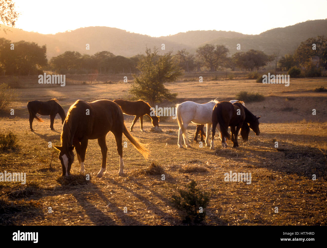 Horses Grazing In Pasture At Bandera In Texas Hill Country Stock Photo