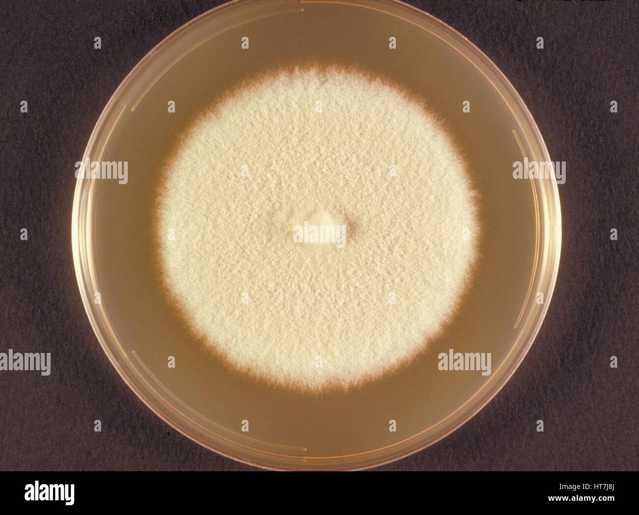 Top view of a Sabouraud dextrose plate culture growing the fungus Microsporum persicolor, known to cause dermatophytosis, 1973. Image courtesy CDC/Dr. Arvind A. Padhye. Stock Photo