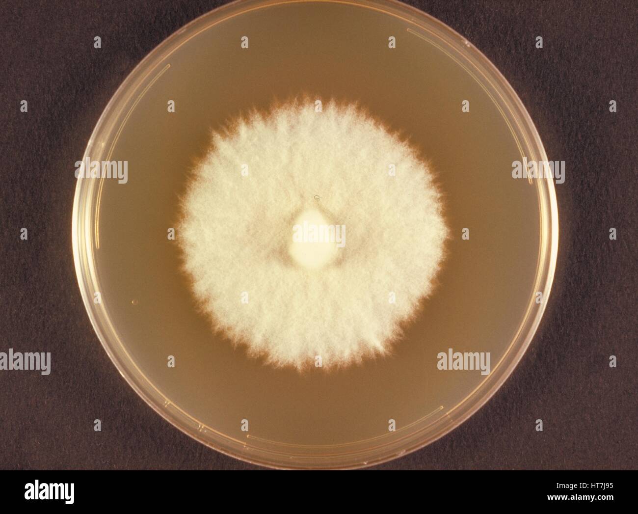 Top view of a Sabouraud dextrose agar plate culture growing the dermatophytic fungus Microsporum persicolor, 1973. Image courtesy CDC/Dr. Arvind A. Padhye. Stock Photo