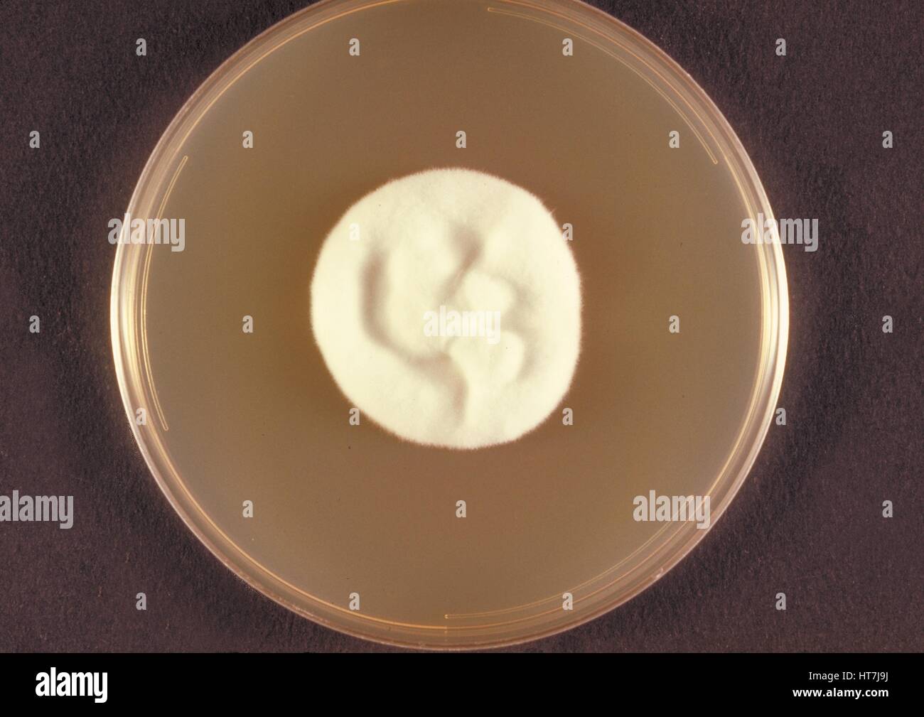 Top view of a Sabouraud dextrose agar plate culture of a colony of the zoophilic fungus Microsporum persicolor, 1973. Image courtesy CDC/Dr. Arvind A. Padhye. Stock Photo