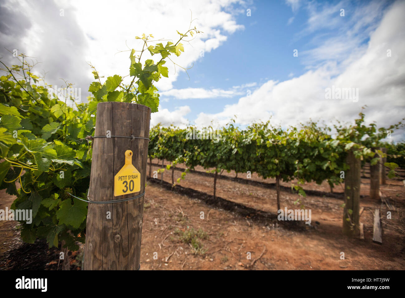 A Vineyard Of Petit Syrah Grapes In Margaret River, Western Australia Stock Photo