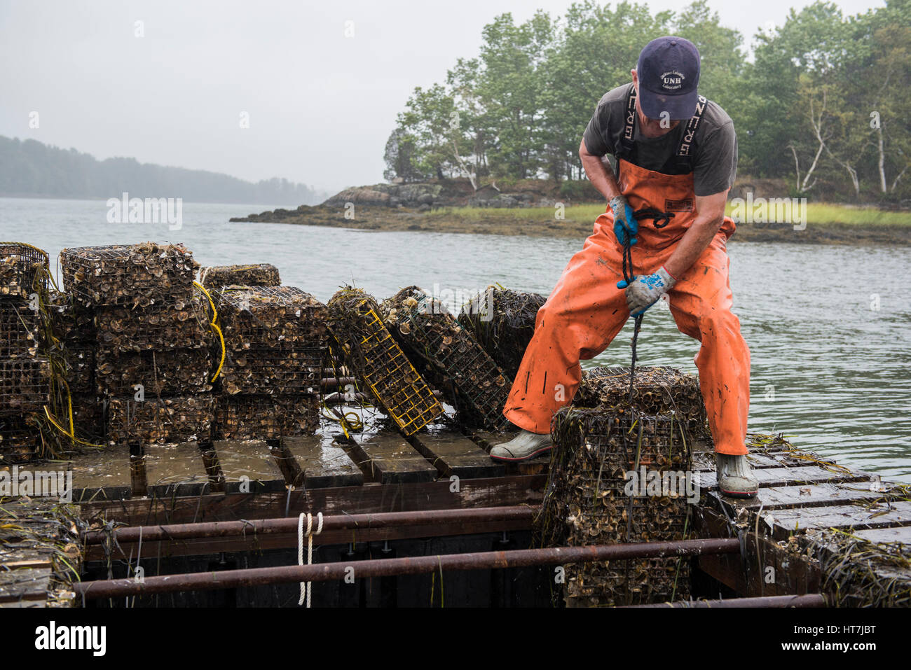 An Osyter Farmer And Researcher Pulling Up A Cage Full Of Adult Oysters Raised From Juveniles Stock Photo