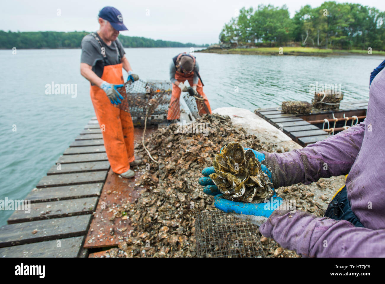 A Cluster Of Oysters Growing On Recycled Oyster Shells Stock Photo Alamy