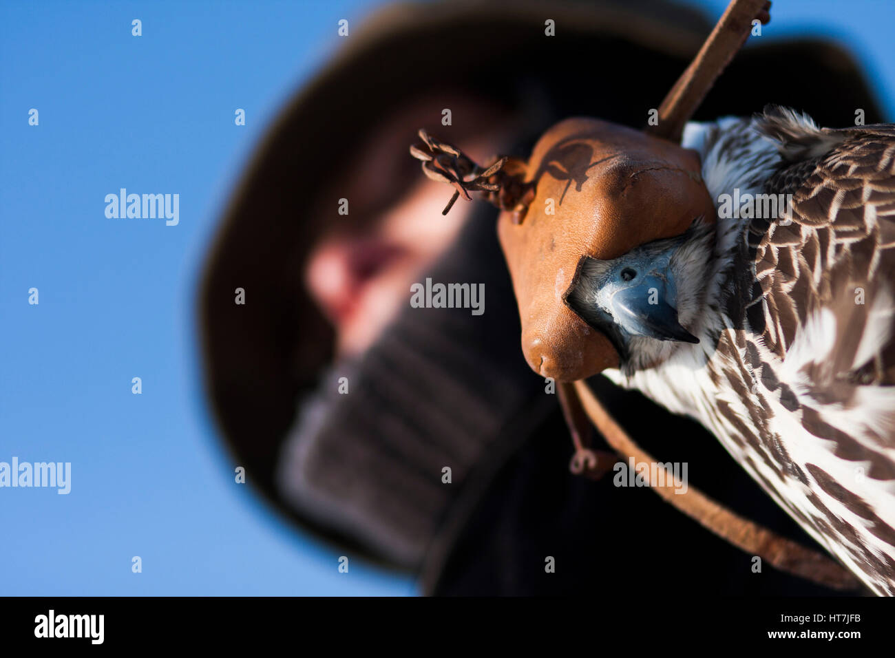 A Hooded Falcon Waits For His Trainer To Loose Him Stock Photo