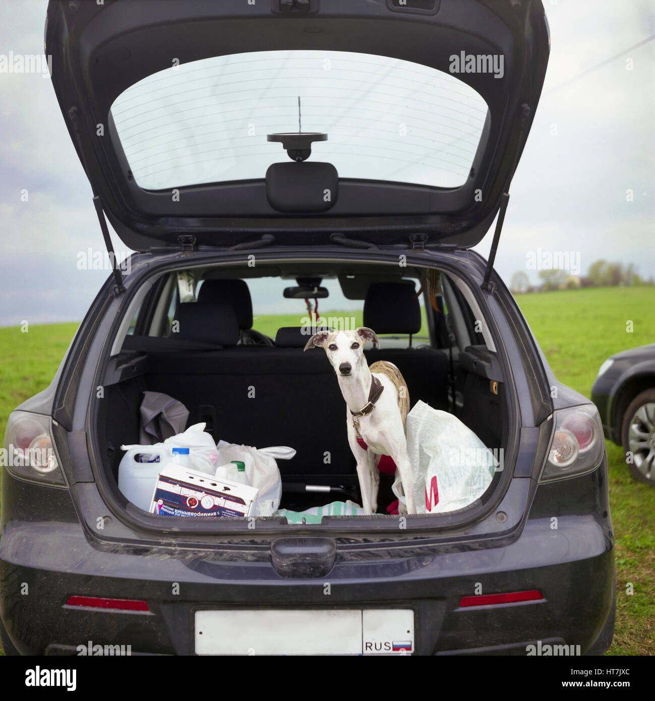 Dog Are Looking Out Of Car Boot Stock Photo - Alamy
