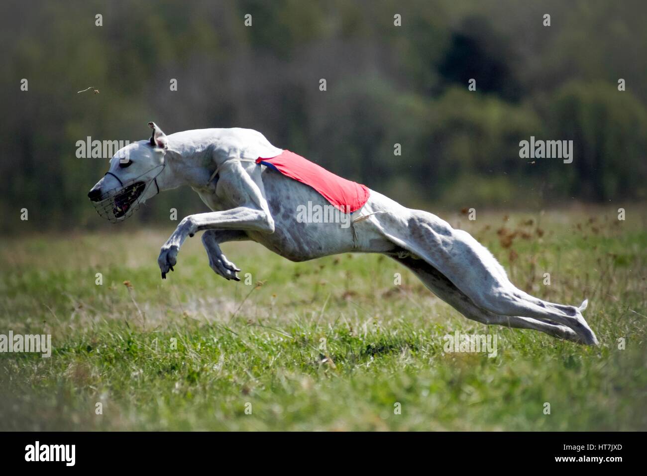 Close-up Of A White Russian Wolfhound Dog Running Stock Photo