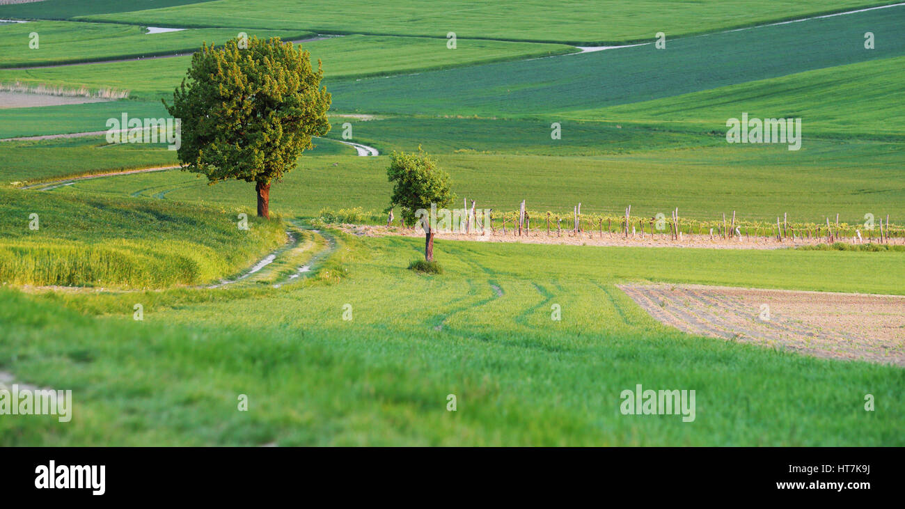 Landscape of summer evening in meadow. Bright green summer background. Summer agricultural scene. Stock Photo