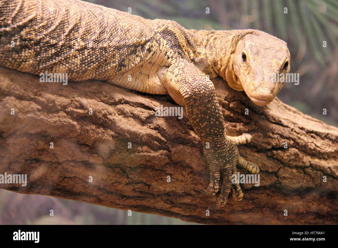 A monitor lizard in Tennoji zoo in Osaka (Japan Stock Photo Alamy